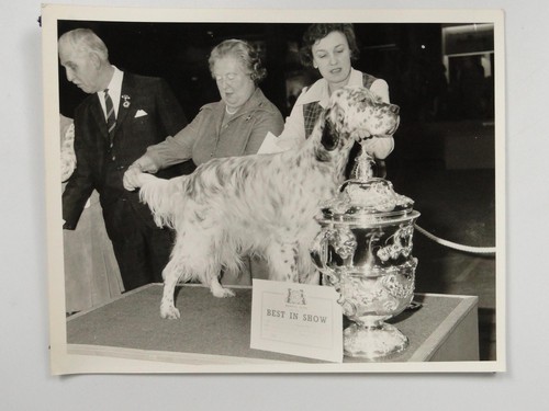 Crufts dog show champion - dog,