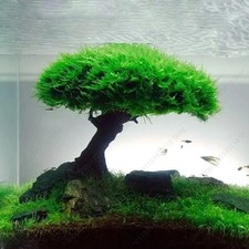 Moss Tree Fish Aquarium Tank
