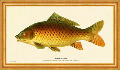 Scale carp cyprinus carpio - scale,
