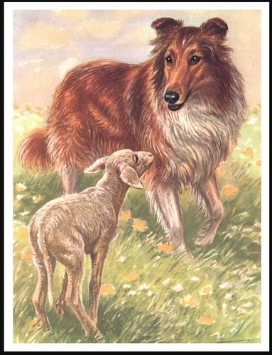 Collie rough and lamb dog - lamb,