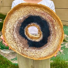 6.98LB Natural Petrified Wood Slab Fossilized Wood Slice Crystal Gem Specimen