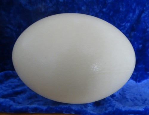 Blown rhea eggs - blown,