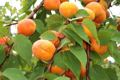 Common apricot fruit - 5,