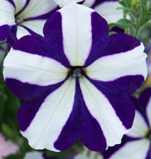 25 Blue Star Petunia Seeds
