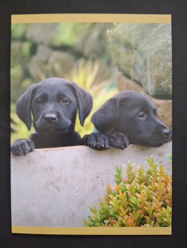 Black labrador puppy - black,