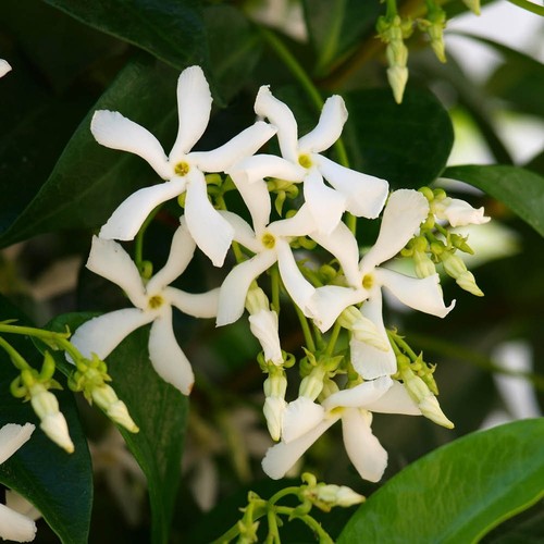 Star jasmine trachelospermum - star,