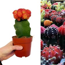 Gymnocalycium mihanovichii in 10.5cm Pot - Colourful Moon Cactus - Indoor Plants