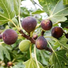 Fig Tree 'Brown Turkey' In a 2l Litre Pot, Ready to Fruit 30-40cm tall