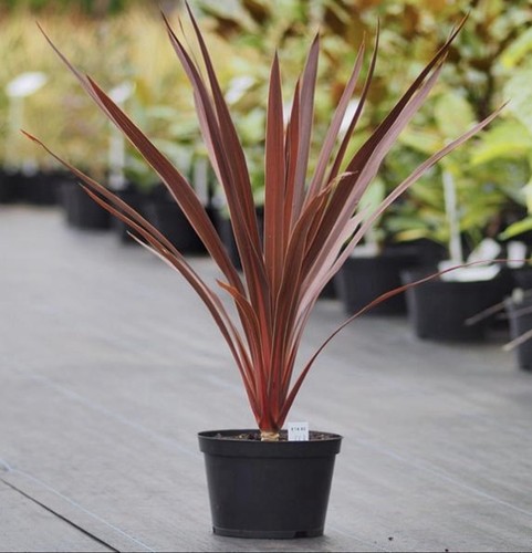 Cordyline red star - 2,