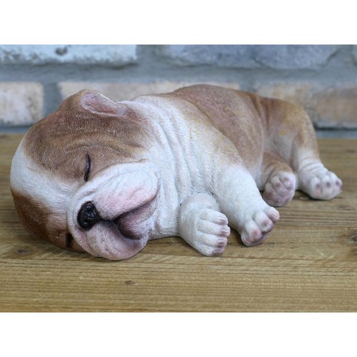 Sleeping english bulldog - sleeping,