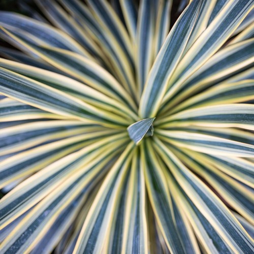 Cordyline australis torbay - t&m,