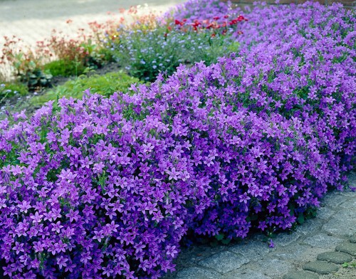 Campanula portenschlagiana - 3x,