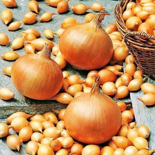 Onion sets turbo - onion,
