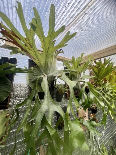 Staghorn fern platycerium - fern, (platycerium
