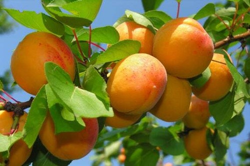 Sweet juicy apricot tree - 4,