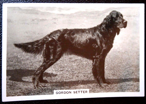 Gordon setter vintage - vintage, 1939