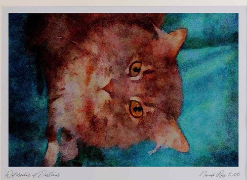 458046 maine coon blue - maine,