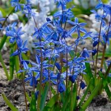 2 x Scilla Siberica - Siberian