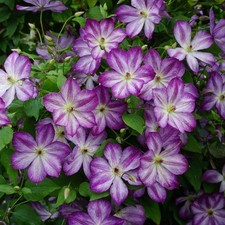 Clematis Pernille | Hardy