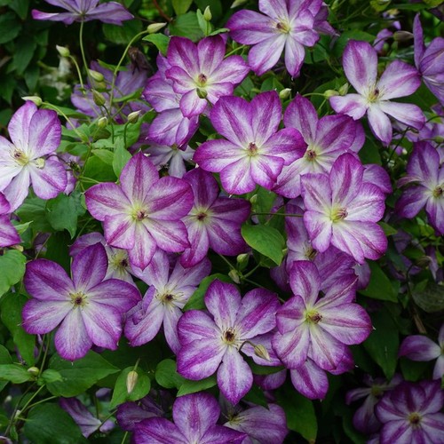 Clematis pernille hardy - clematis, |