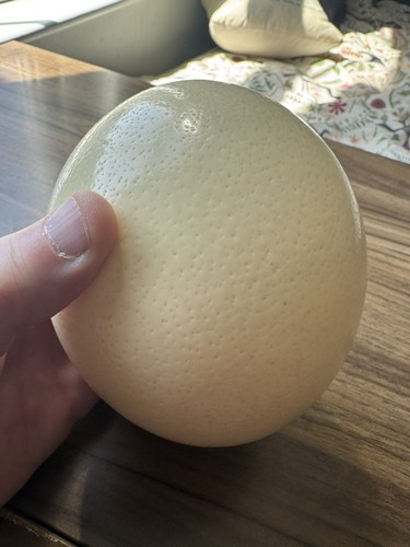 Ostrich egg blown out - ostrich,