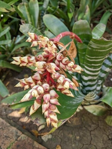 Panaman bromeliad aechmea - panaman,