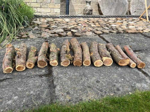 Yew wood logs for - 13,