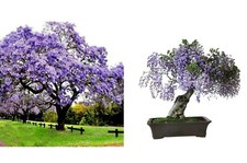 Paulownia Tomentosa (Foxglove/Empress tree) 50+ Seeds Bonsai | Same Day Dispatch
