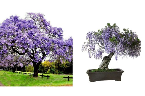 Paulownia tomentosa - paulownia,