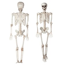 165cm Tall Human Skeleton