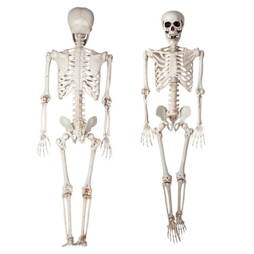 165cm tall human - tall,
