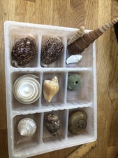 Vintage Sea Shells Job Lot Of