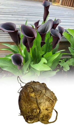 Zantedeschia black star - black,