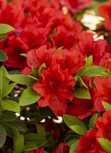 Evergreen azalea brilliant - azalea,