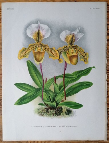 Linden lindenia original - lindenia,