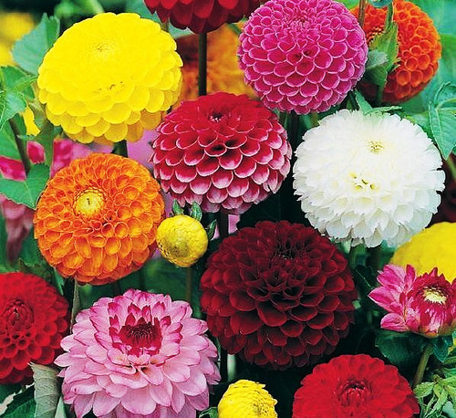 Dahlia pompone double - 50, x
