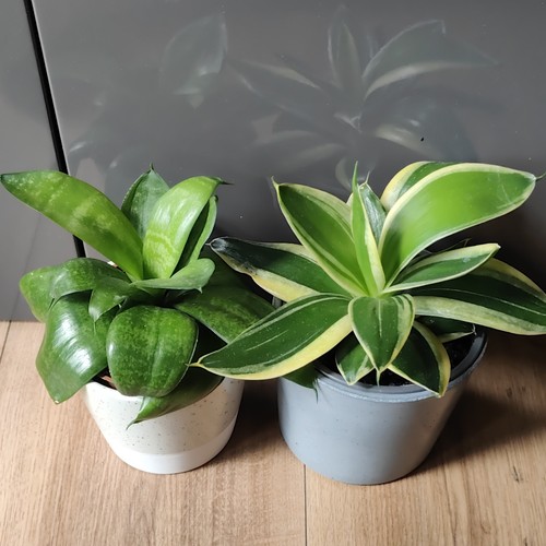 Snake plant - plant, (sansevieria)