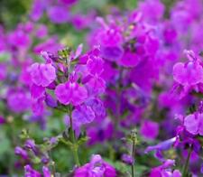 Salvia Greggii Salvito Violet Pack x6 Plug Plants NEW!