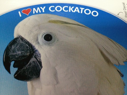 Umbrella cockatoo parrot - umbrella,