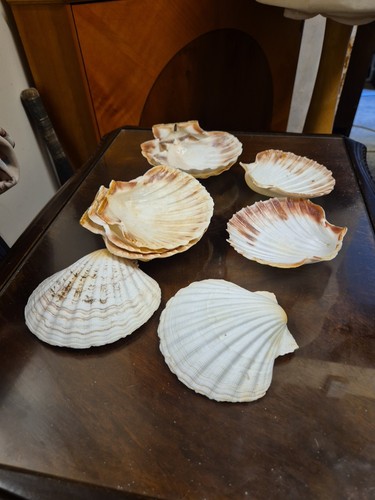 Natural scallop shell food - scallop,