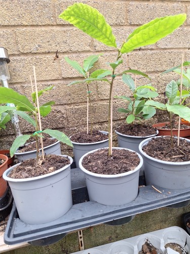Castanea sativa sweet - castanea, sativa,