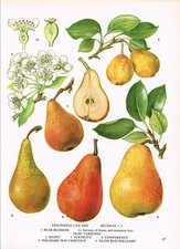 Pears Conference Fertility