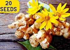 20Seeds JERUSALEM ARTICHOKE