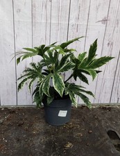 Fatsia spiders web - 3l, web'