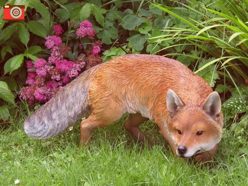Prowling fox life size - fox, ultra