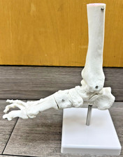 Life Size Foot Ankle Joint