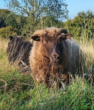 Icelandic x Shetland Sheep’s