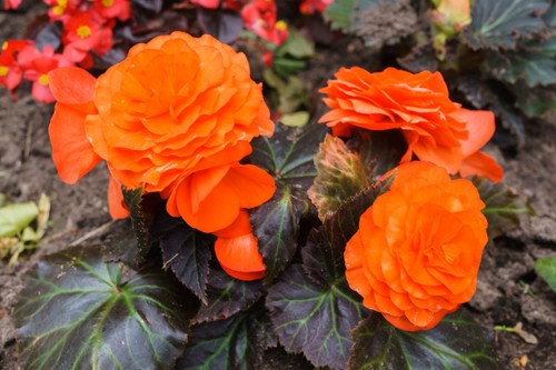 Begonia double orange tubers - double,