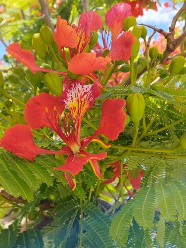 Gulmohar delonix regia - gulmohar/delonix,