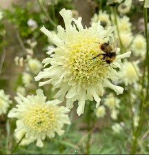 Giant yellow scabious seeds x 50 🌼 Cephalaria gigantea 🐝 Loved by pollinators 